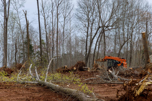 Best Storm Damage Tree Cleanup  in Elkhorn, WI